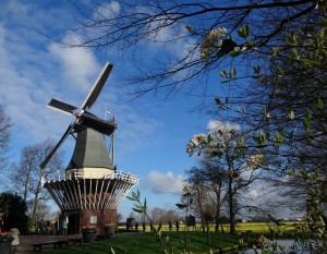 3-1オランダ  キューケンフォフ公園 風車